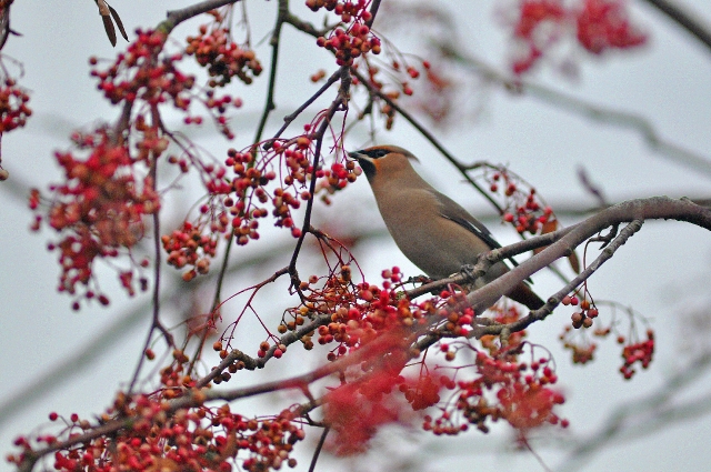 waxwing, waxwings, birds-19.jpg - WAXWING - PETERSFIELD - DECEMBER 2010